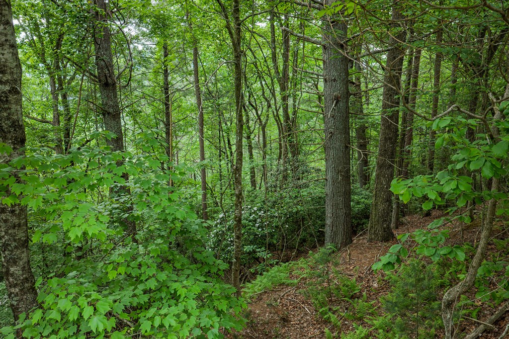 Lot 171 Shenendoa Drive