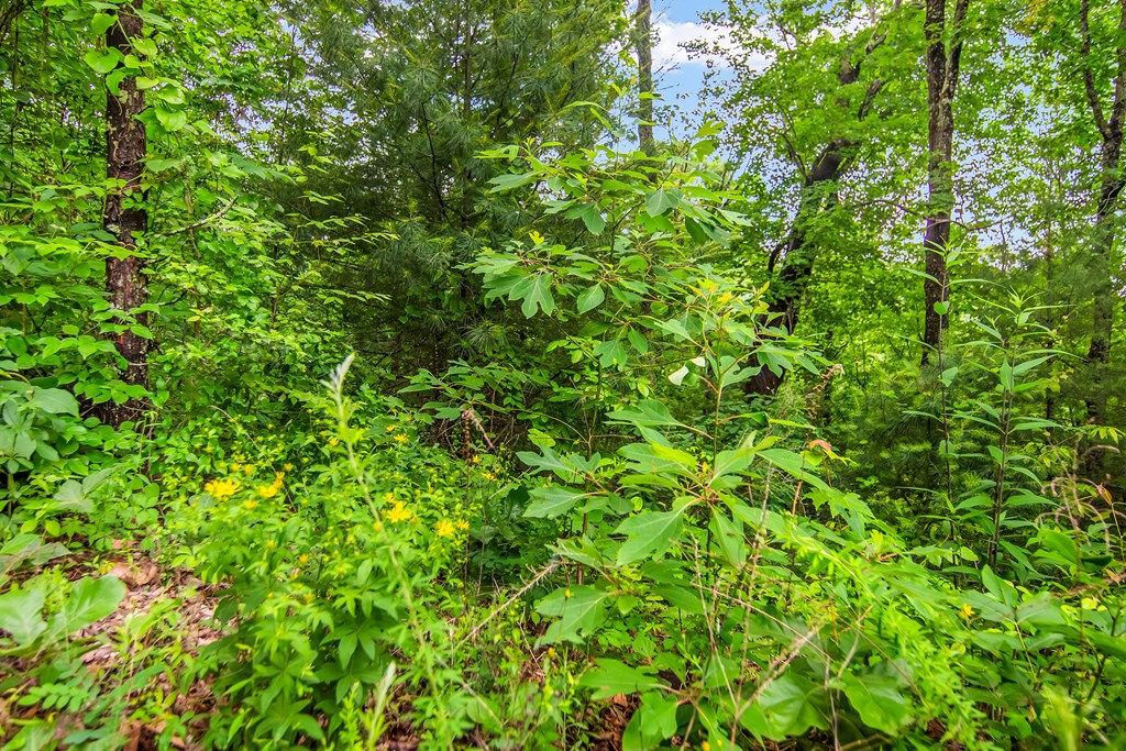 5.58 Gobbler Knob Drive