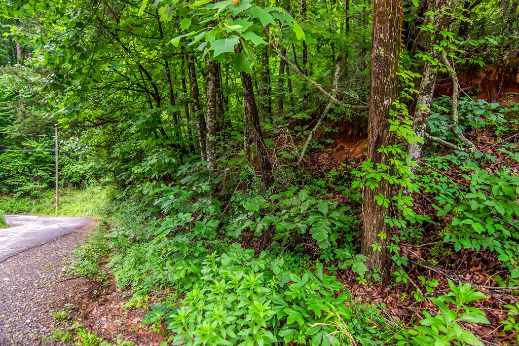 5.58 Gobbler Knob Drive