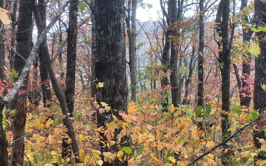 43.91 Old Burnt Mountain Road