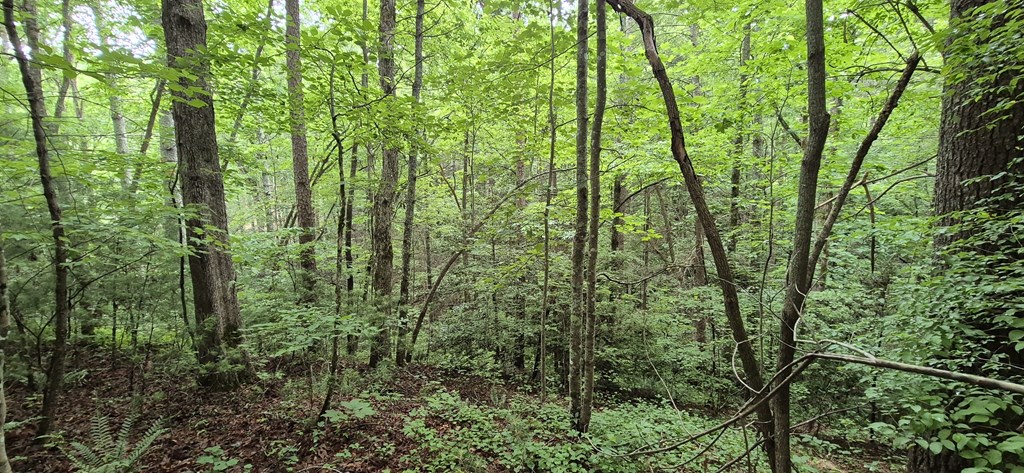 Lot 4 Roaring Forks Lane