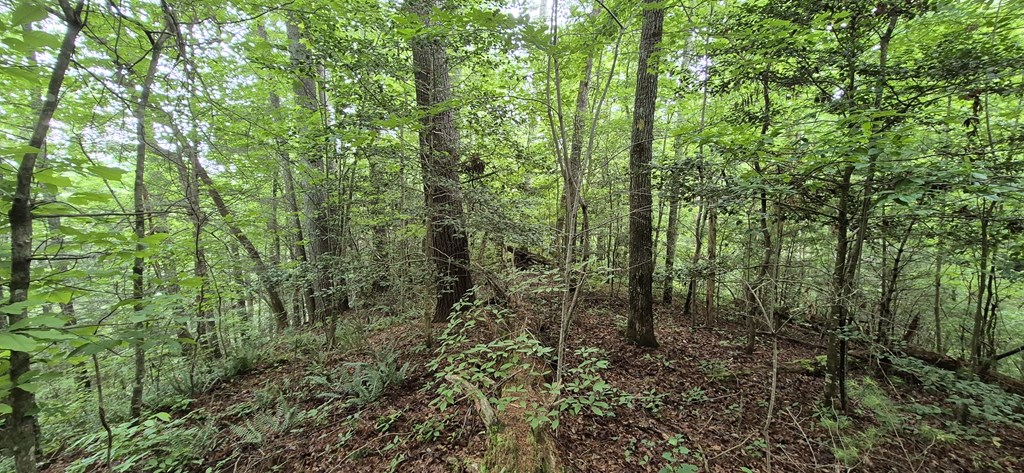 Lot 4 Roaring Forks Lane