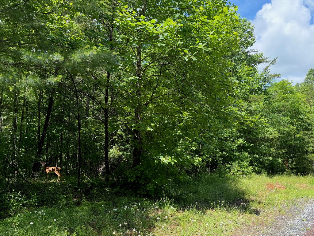 2.75AC Quail Ridge Road