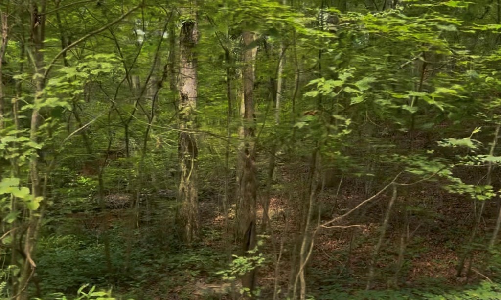 Ellijay