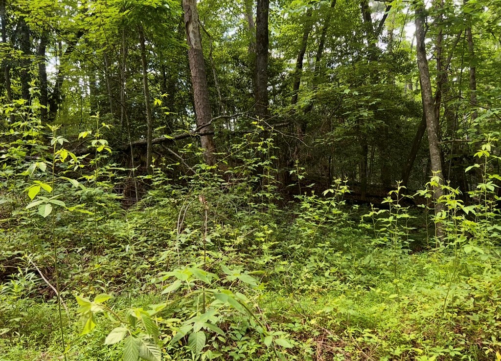 Ellijay