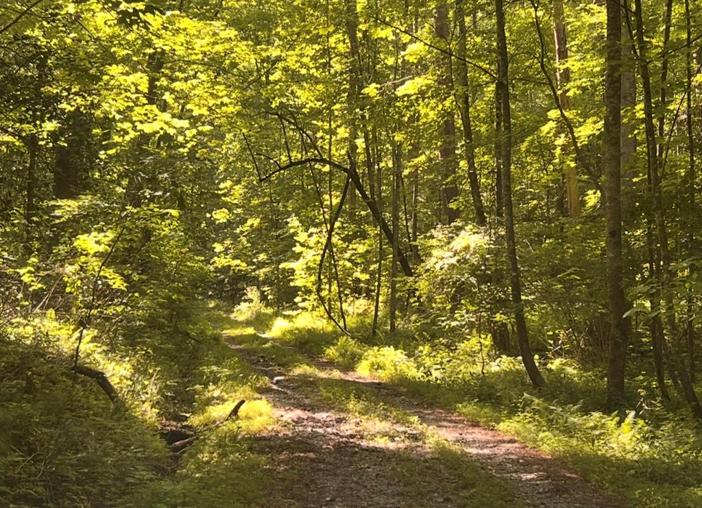 Ellijay