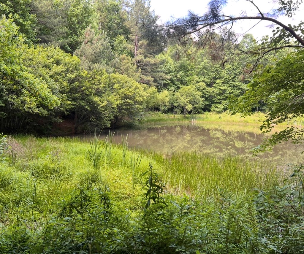 Ellijay