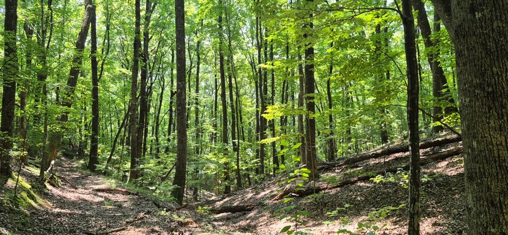 3.4 acre Peach Lane