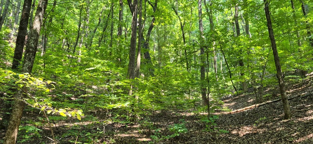 3.4 acre Peach Lane