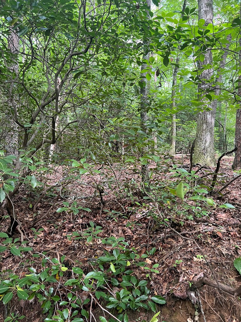 3.4 acre Peach Lane
