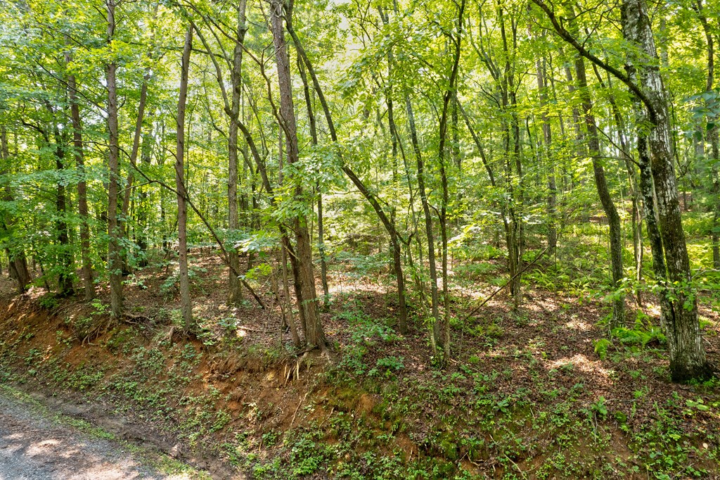 0 Shady Lane