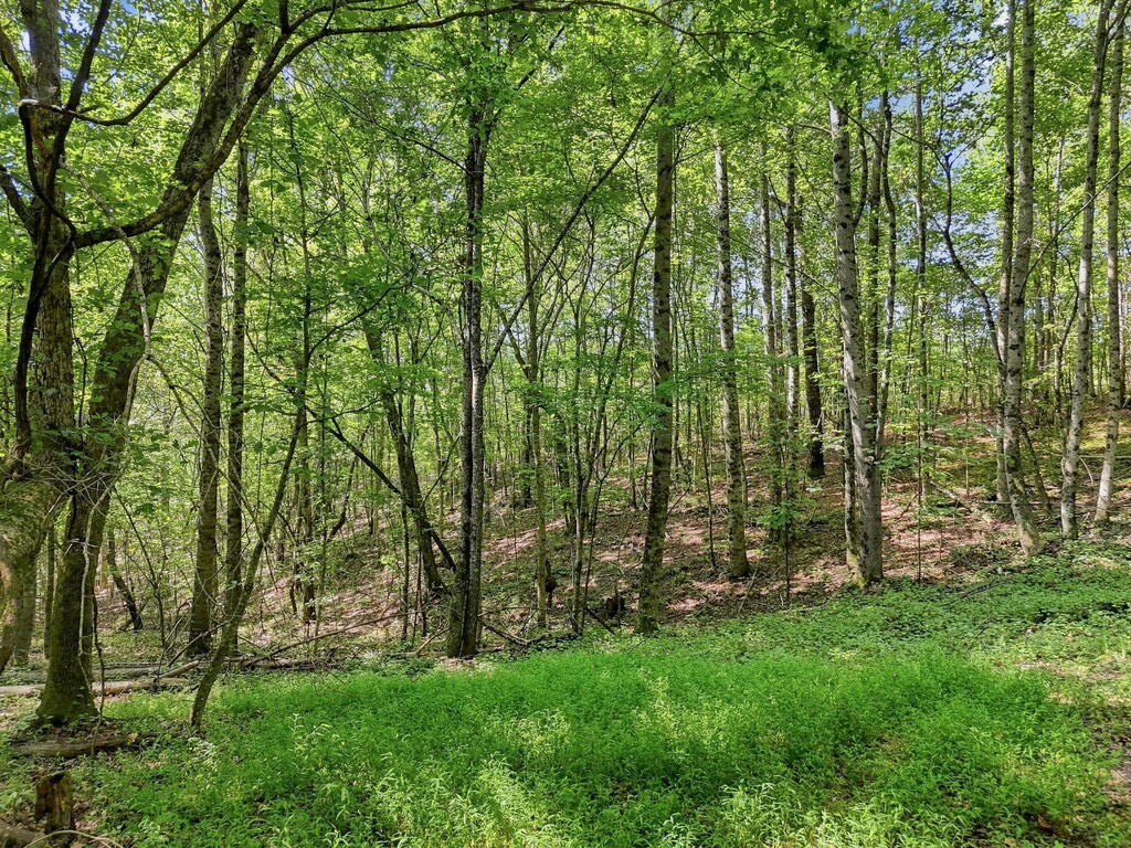 590 Old Shyers Ford Road
