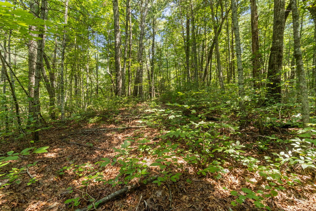 TR 2A Stevens Ridge Road