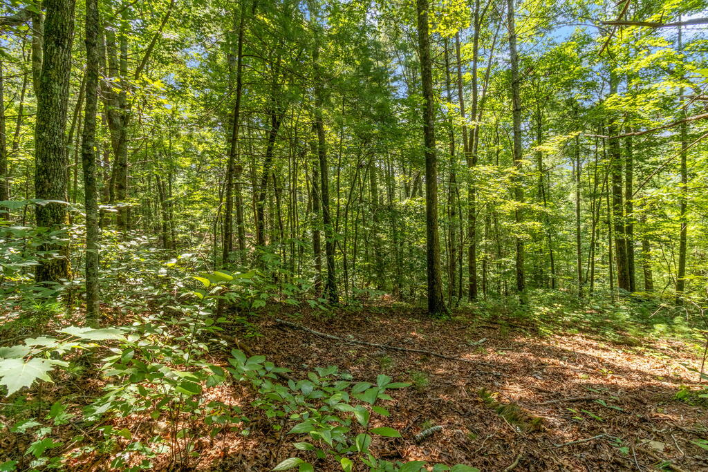TR 2A Stevens Ridge Road