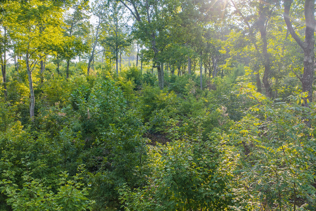 Lot 191 Oak Park Drive