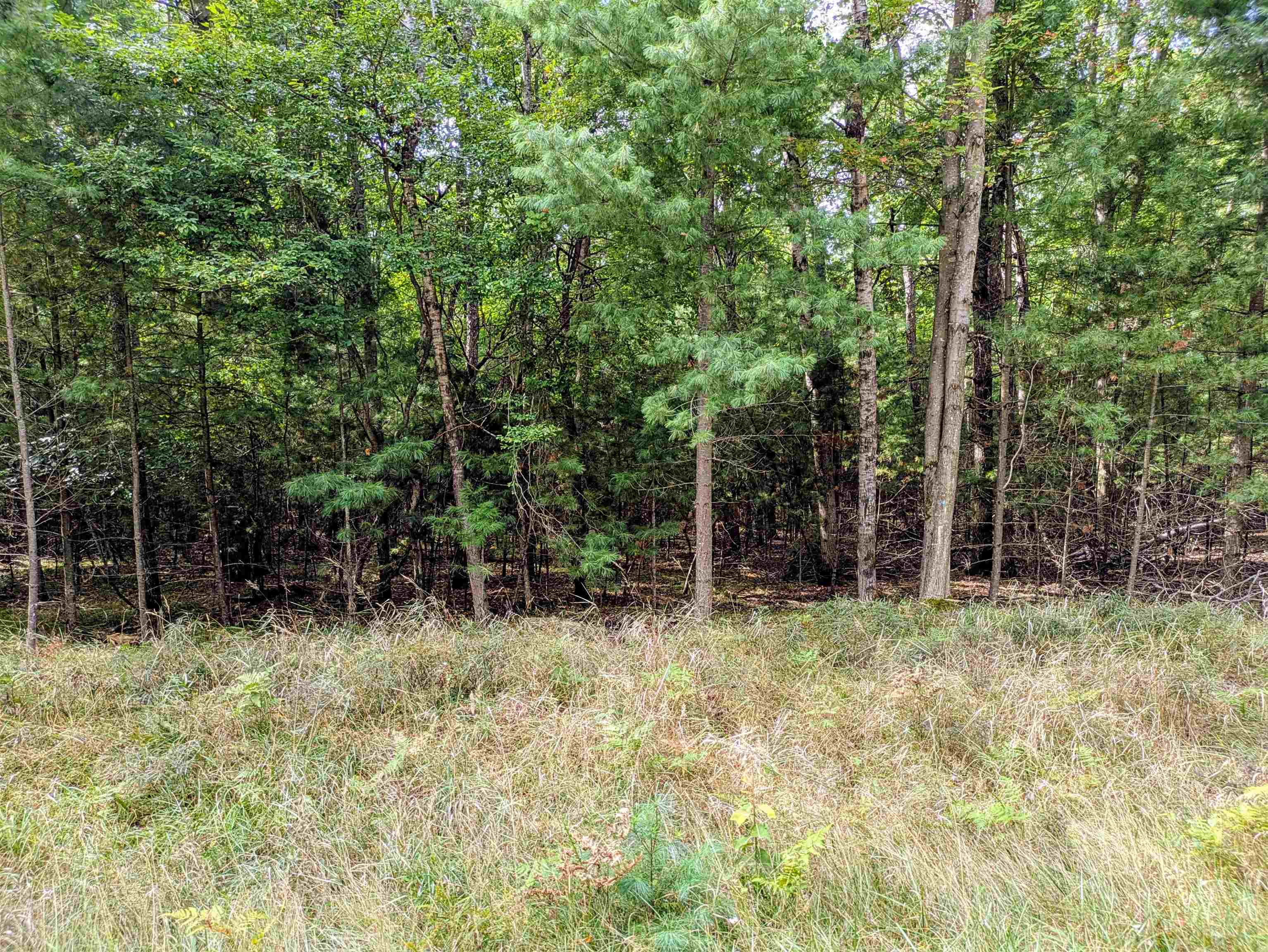 Buffalo Trail