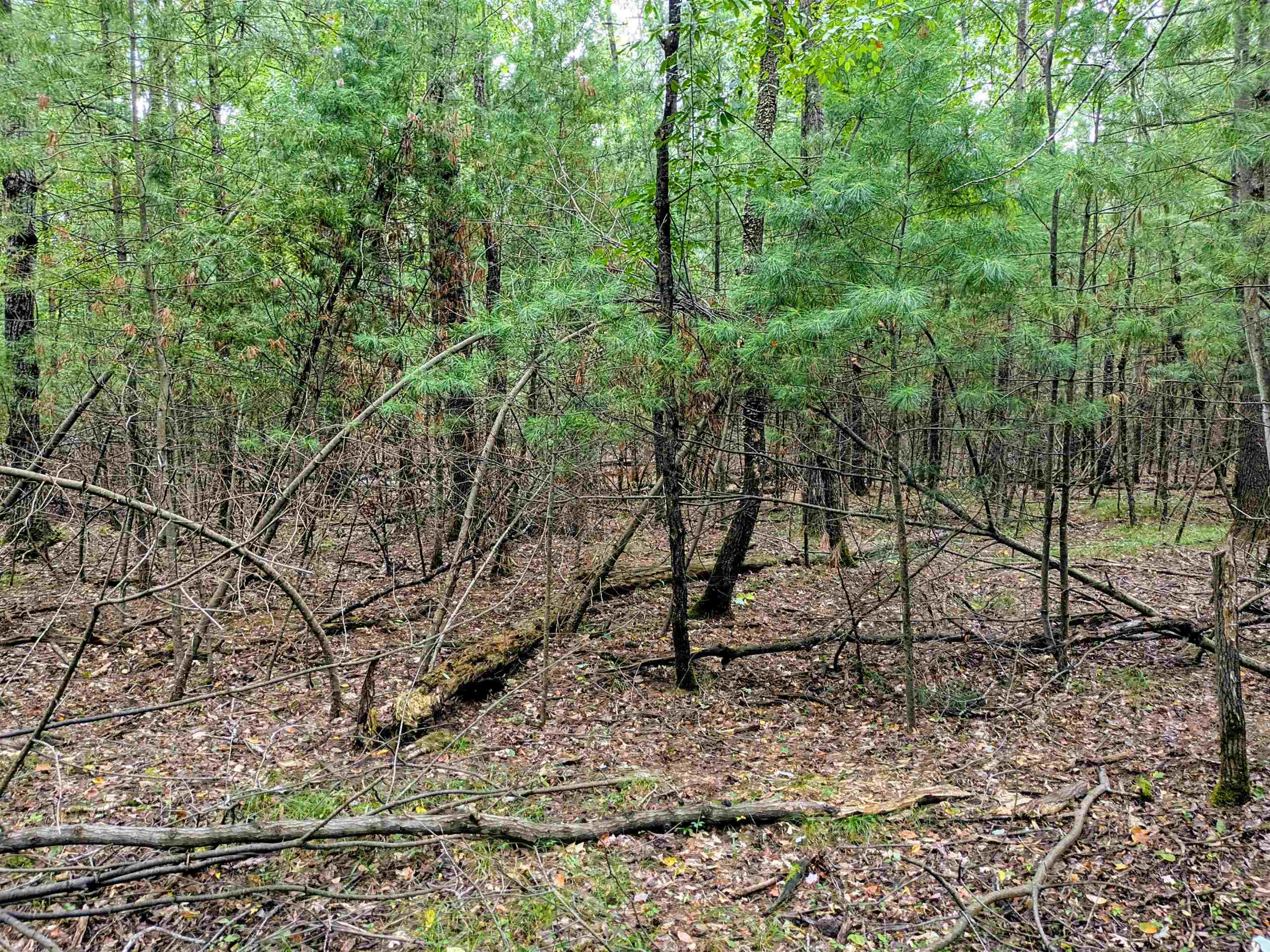Buffalo Trail