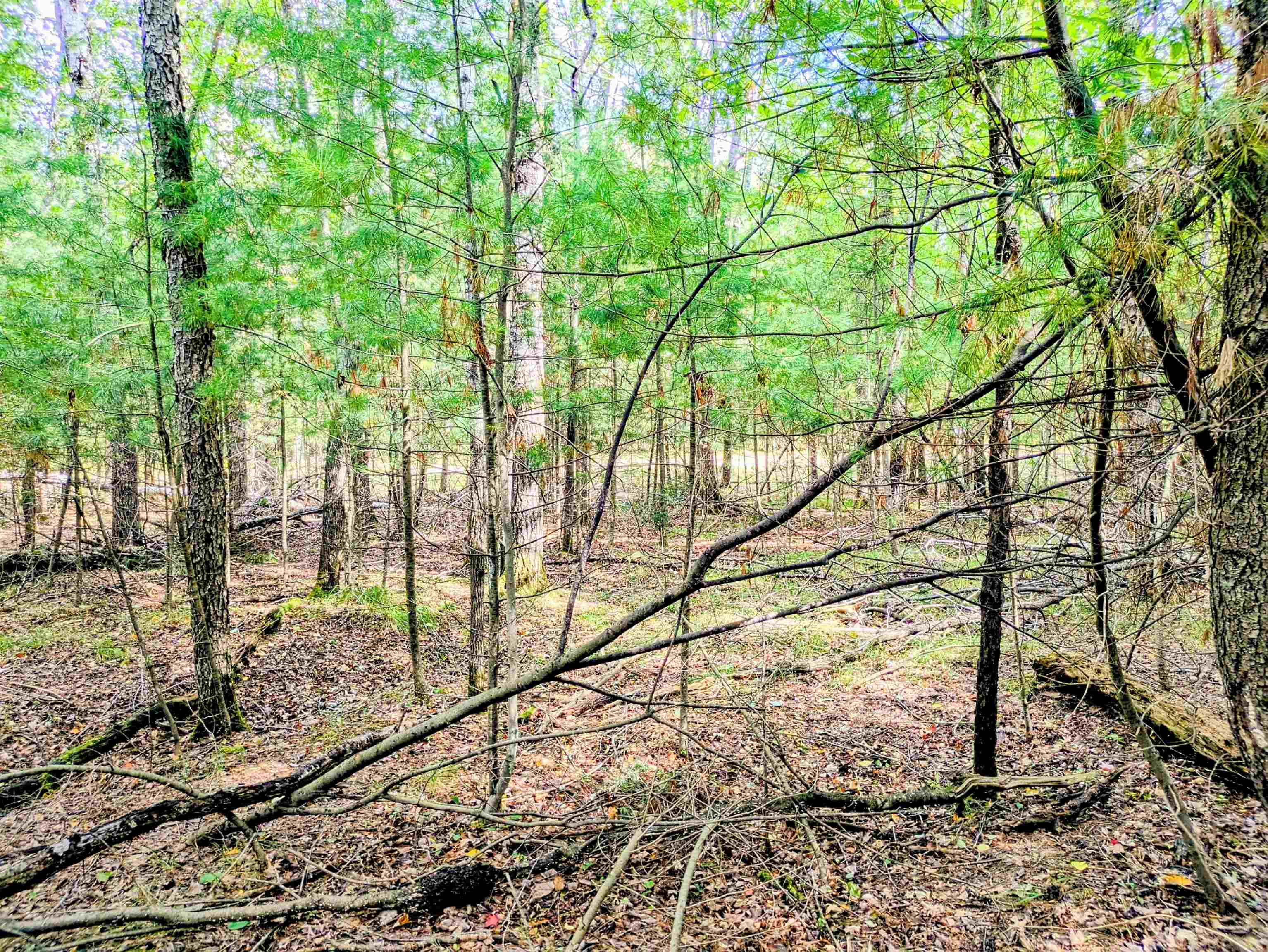 Buffalo Trail