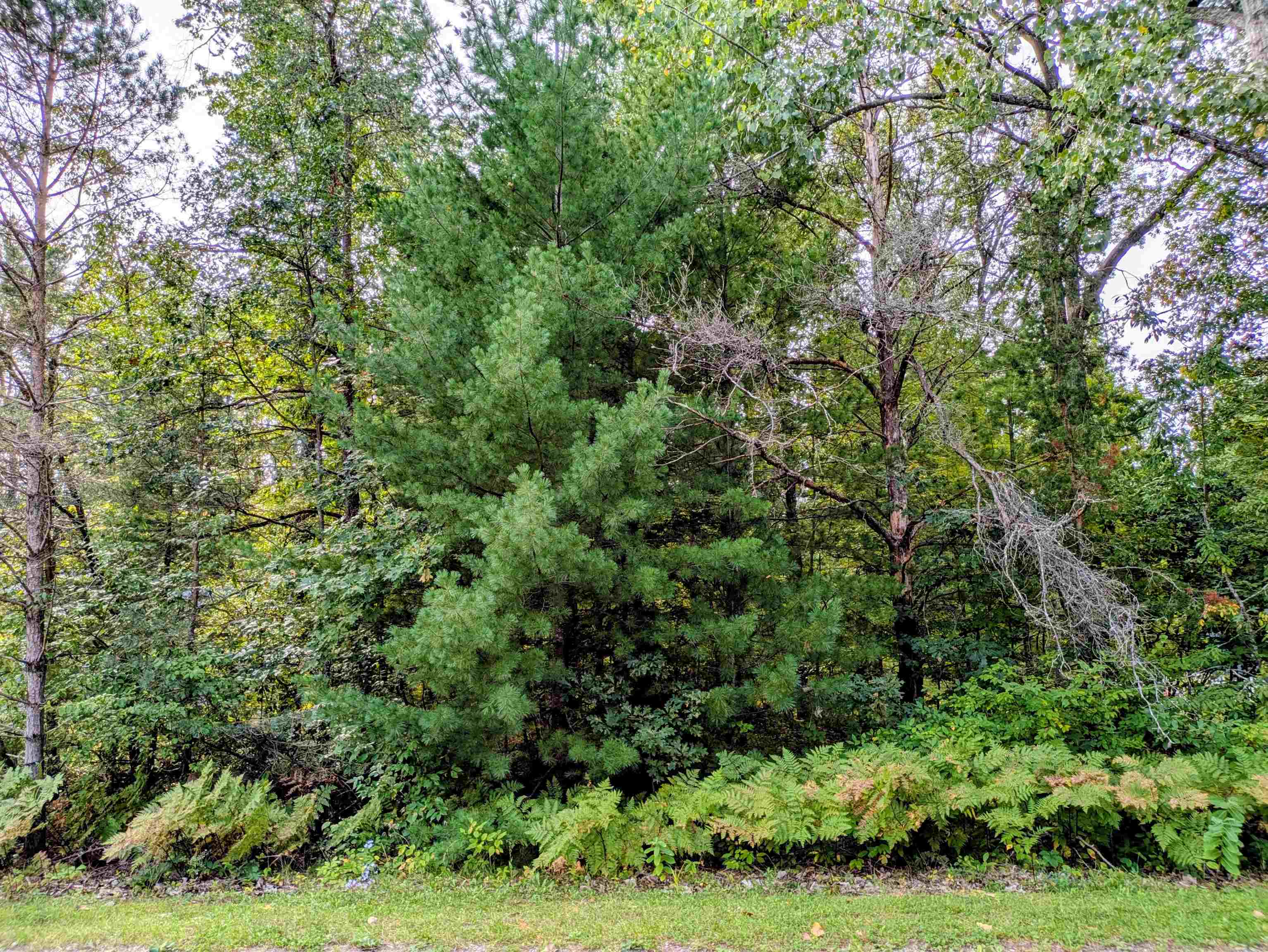 S Forest Lake Drive