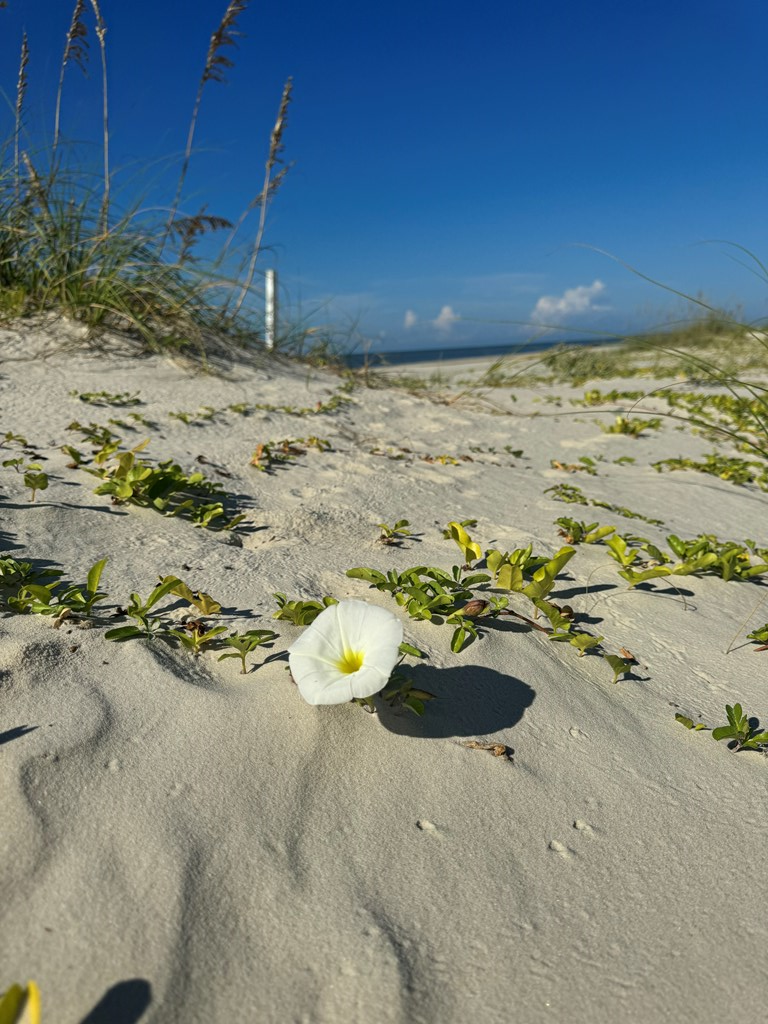 7707 Cr 30, Port St. Joe 32456