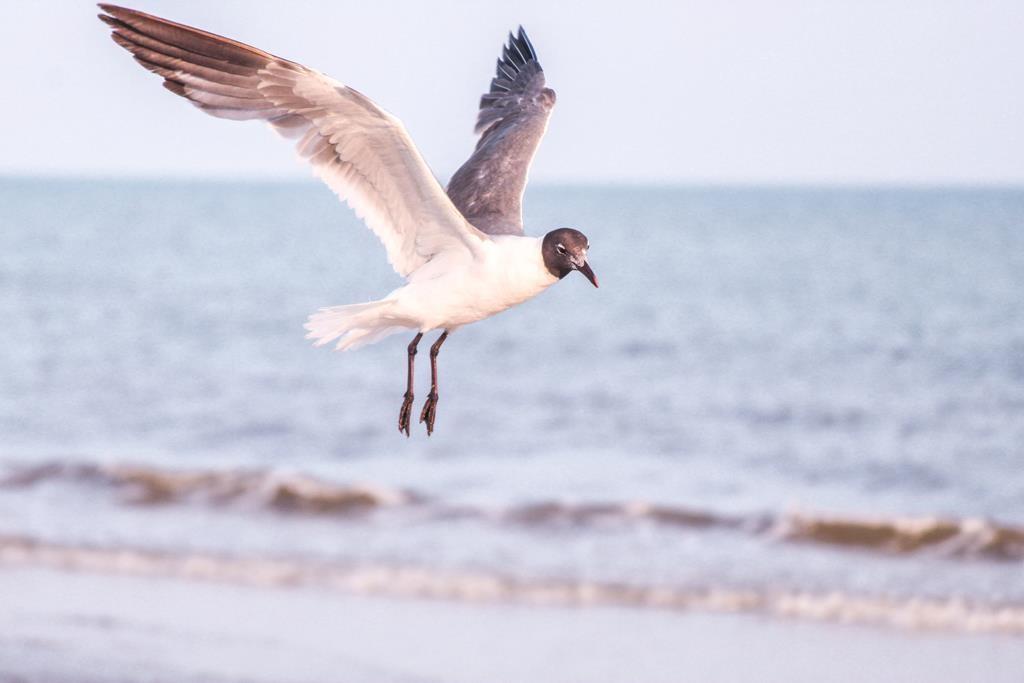 135 Hemmingway Cr, Port St. Joe 32456