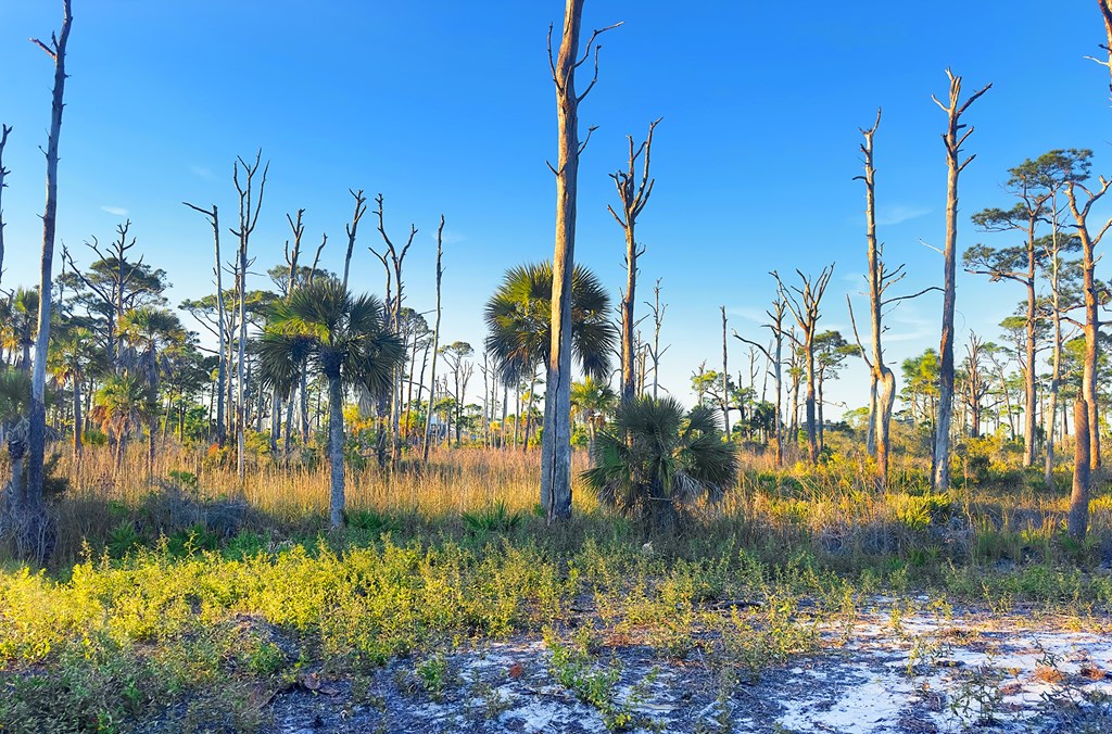 Parcel B Cape San Blas Rd