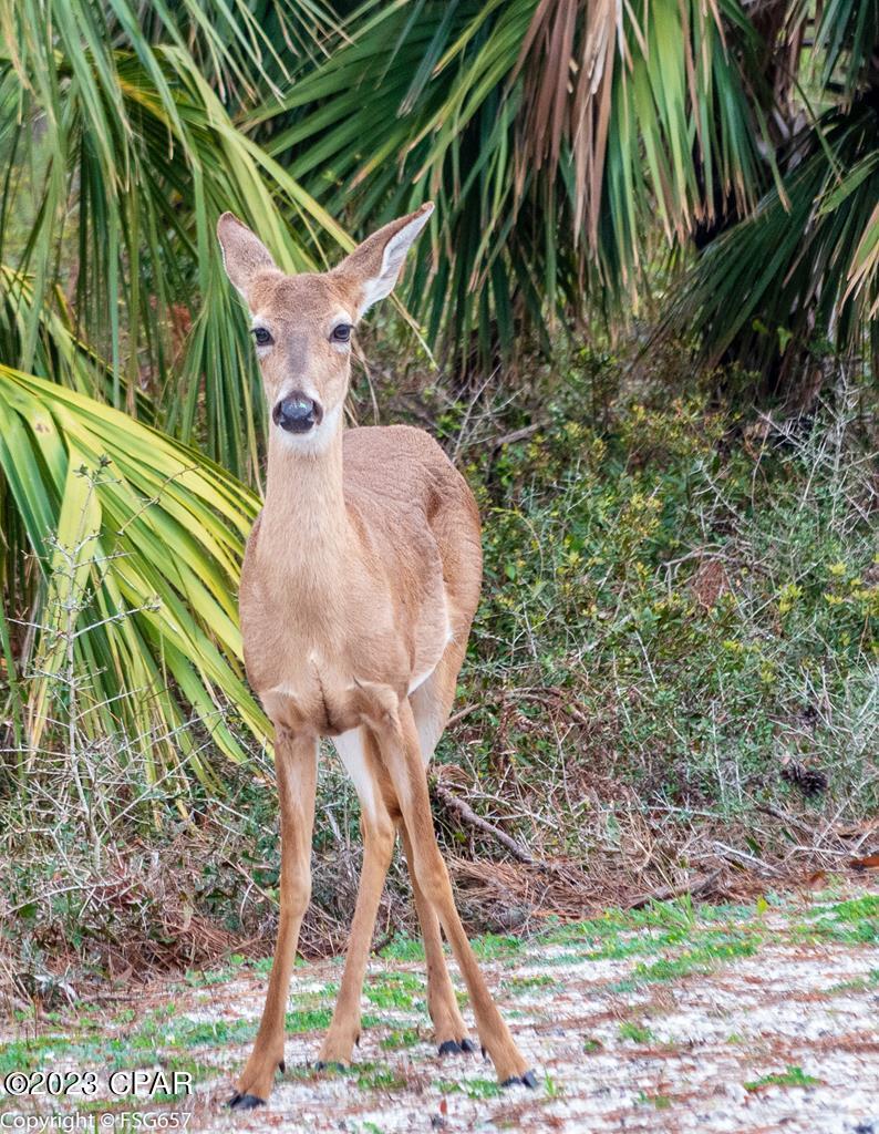 B Cape San Blas Road