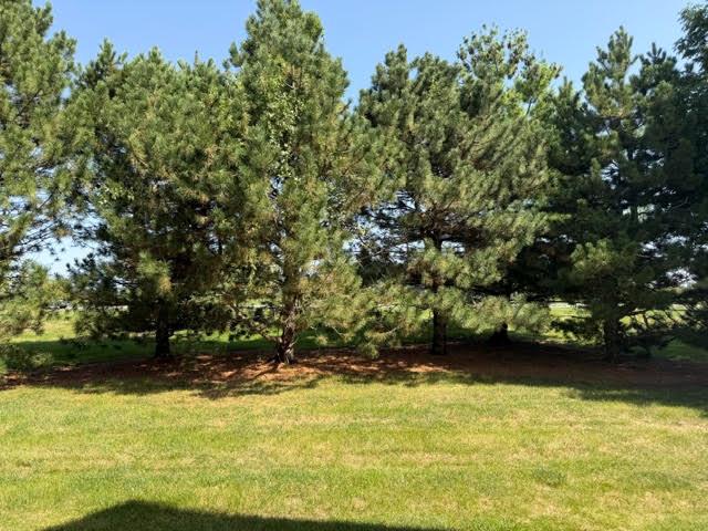 Grassy yard with mature pine trees casting shade across the lawn.