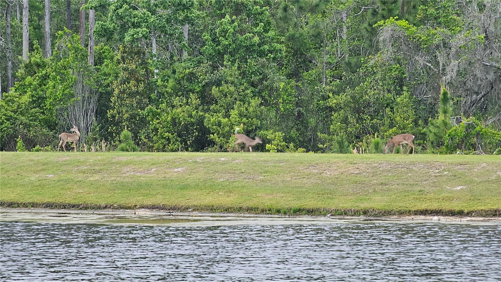 17988 PASSIONFLOWER CIR