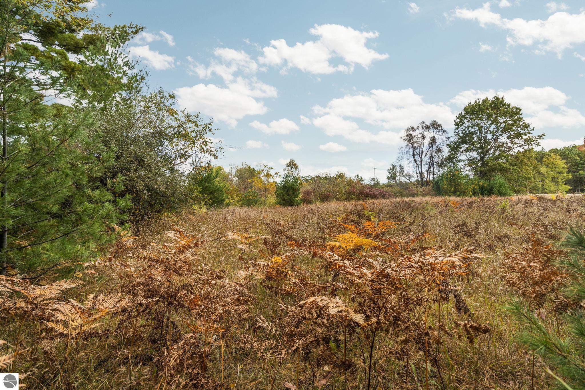 S Cedar