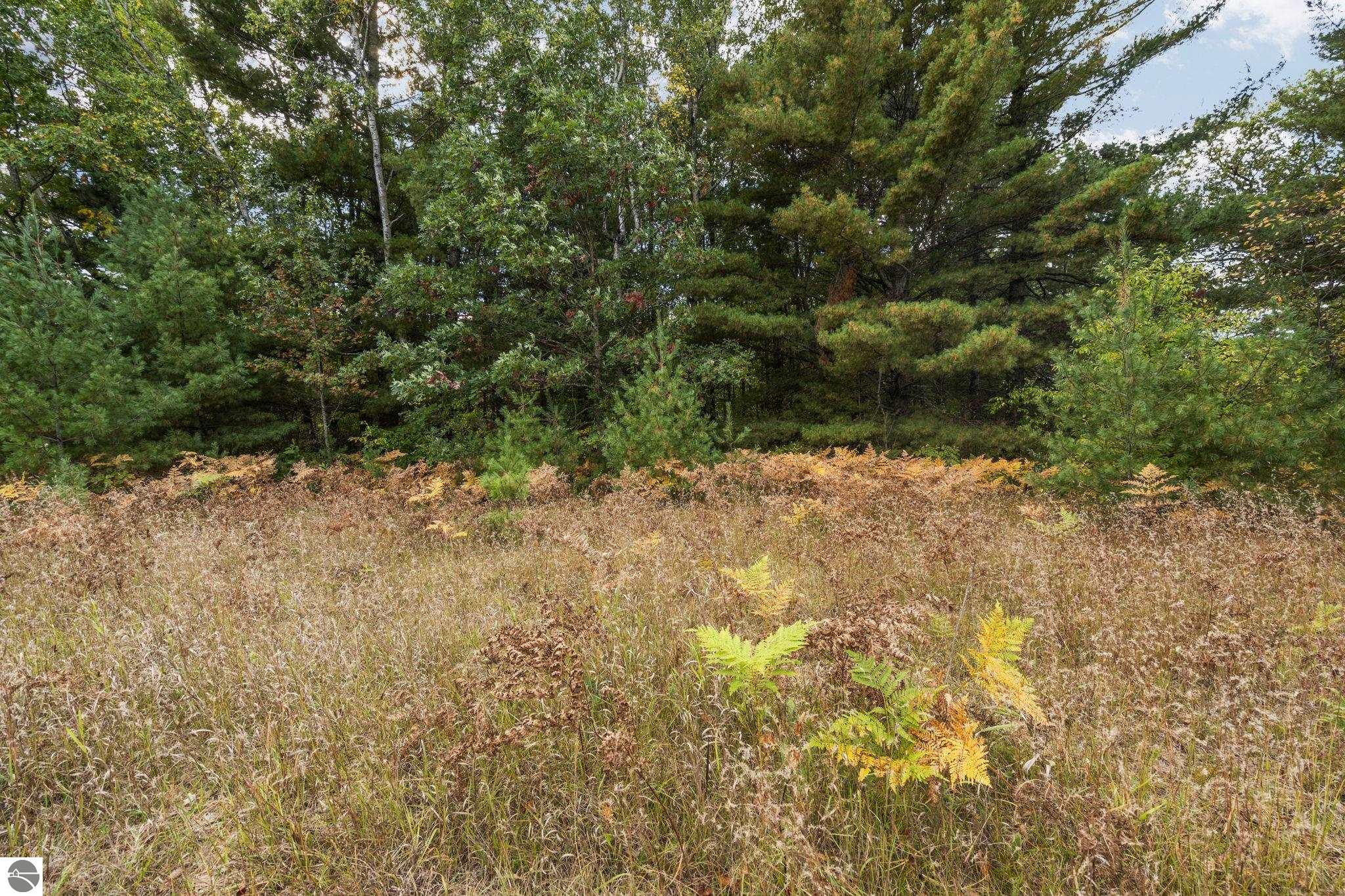S Cedar