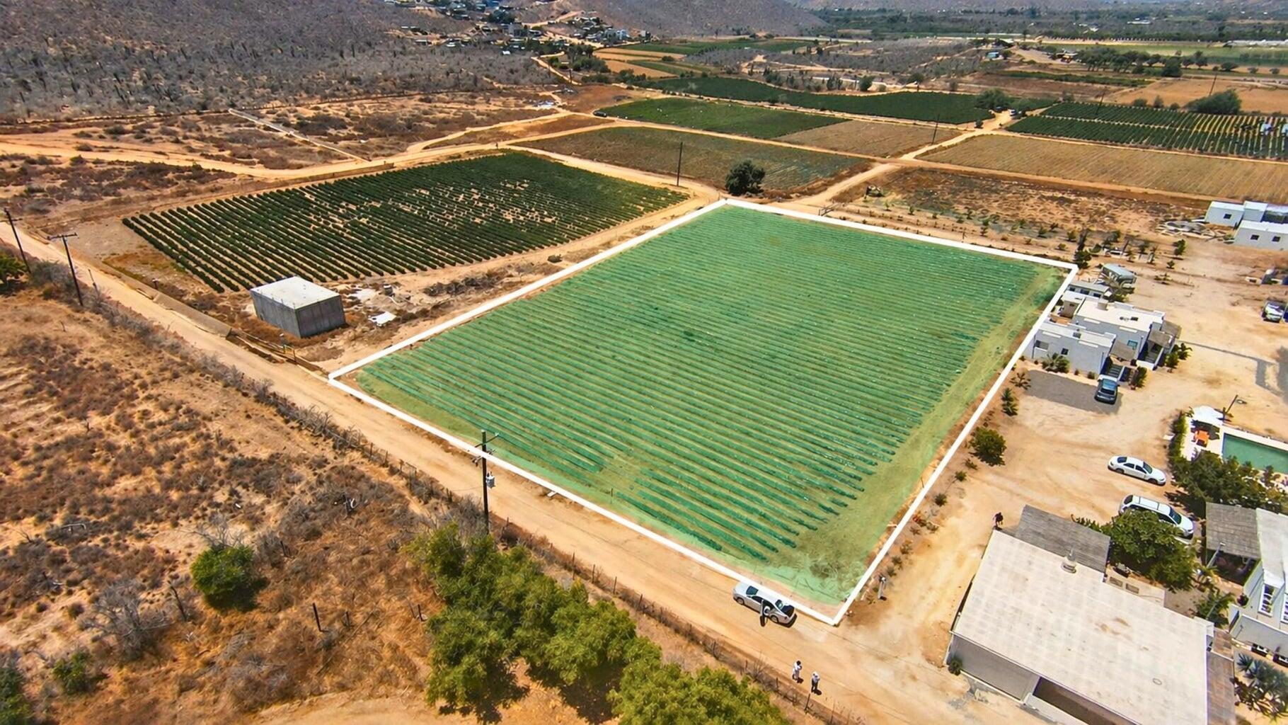 Veggie’s Land