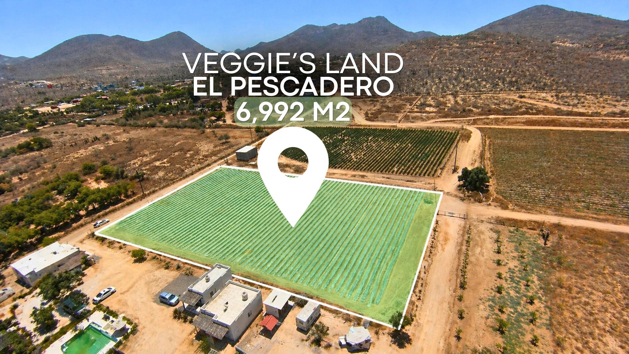 Veggie’s Land