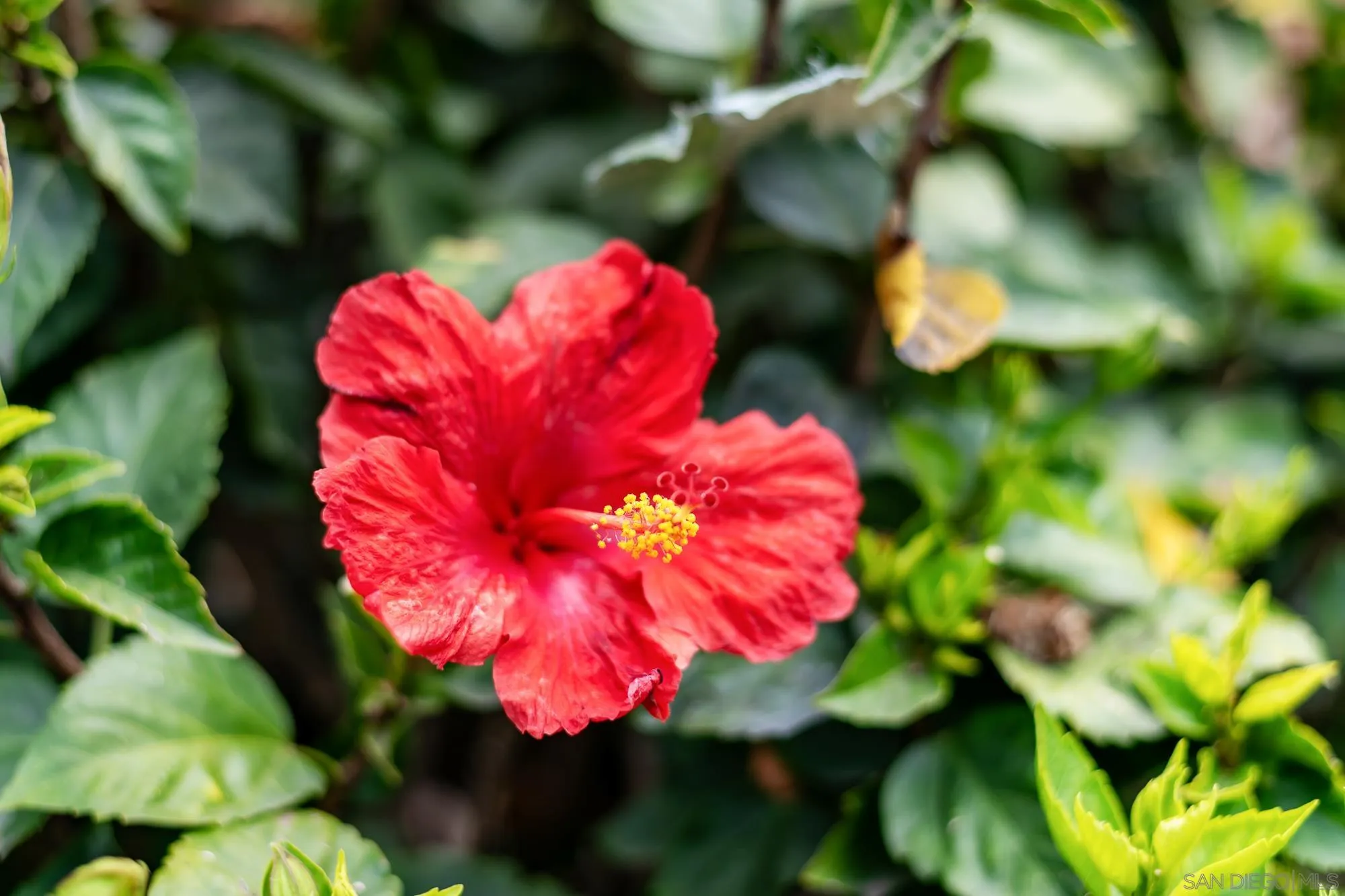 7303 Margerum