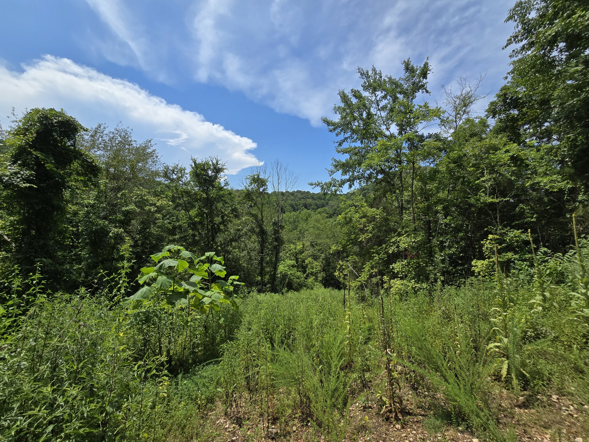 296 Little Creek Rd