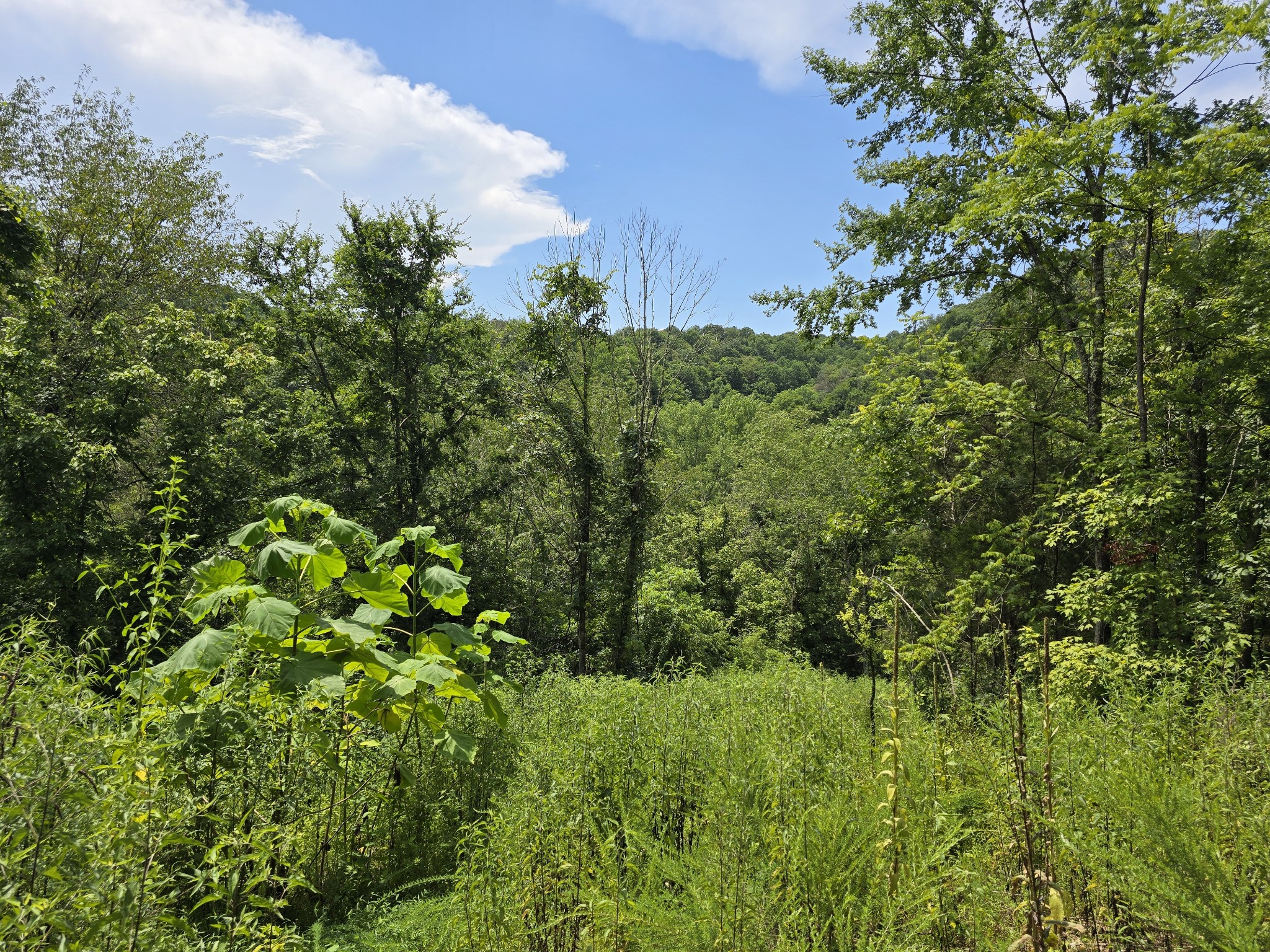 296 Little Creek Rd