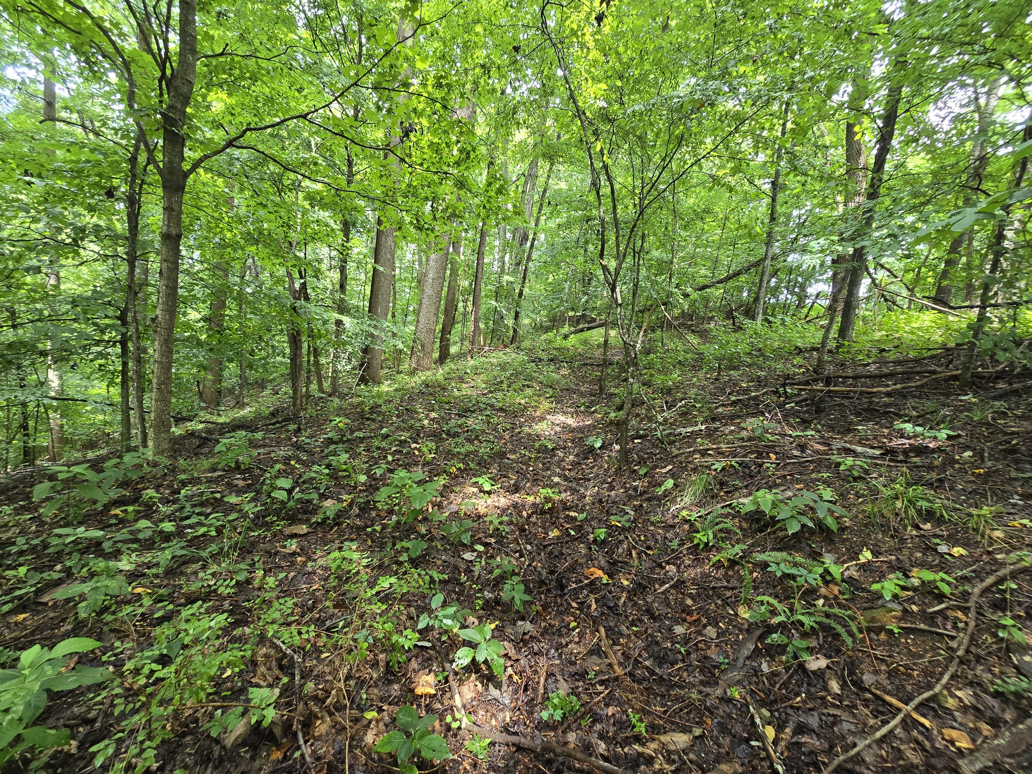 296 Little Creek Rd