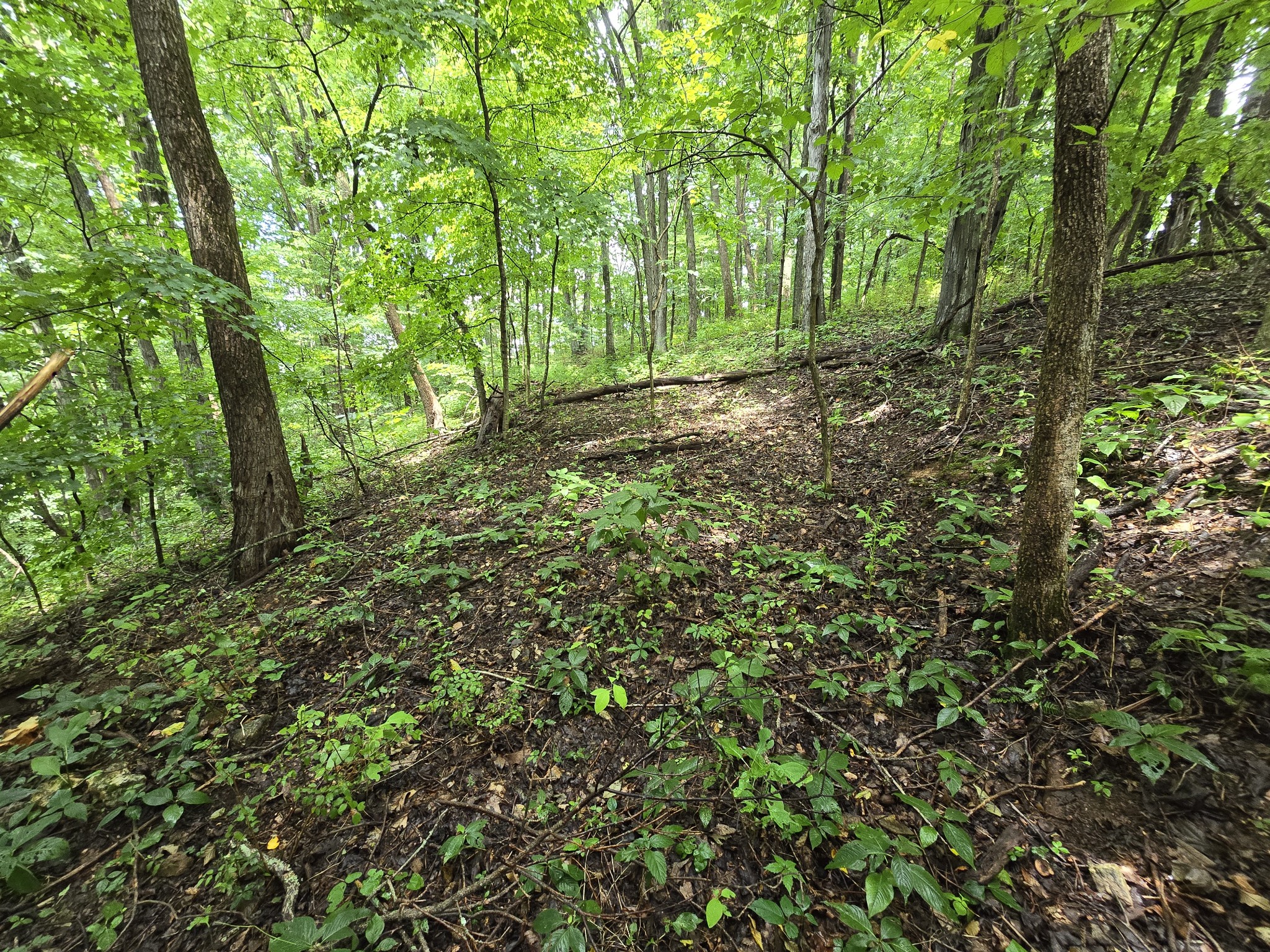296 Little Creek Rd