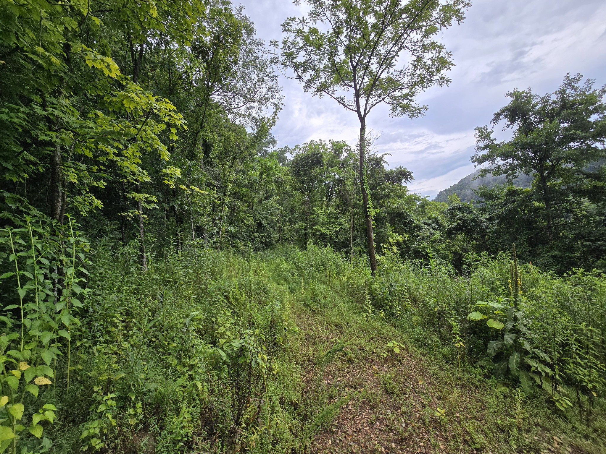 296 Little Creek Rd
