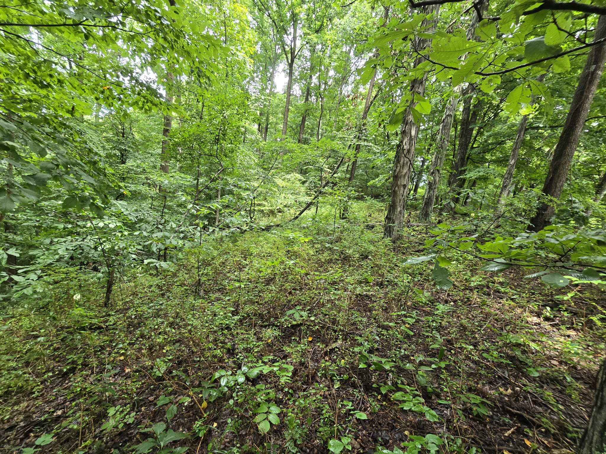 296 Little Creek Rd