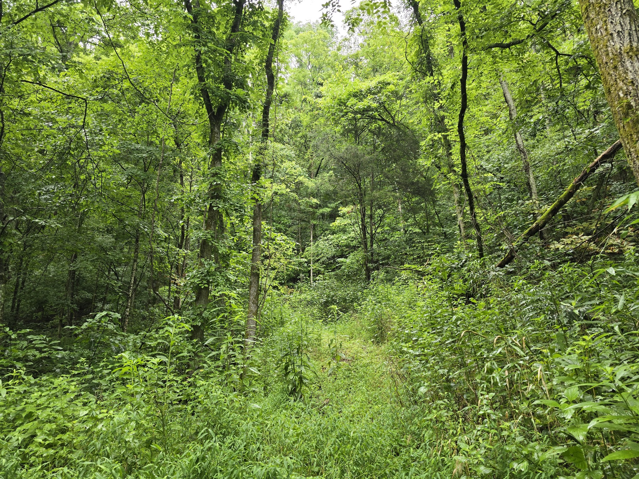 296 Little Creek Rd