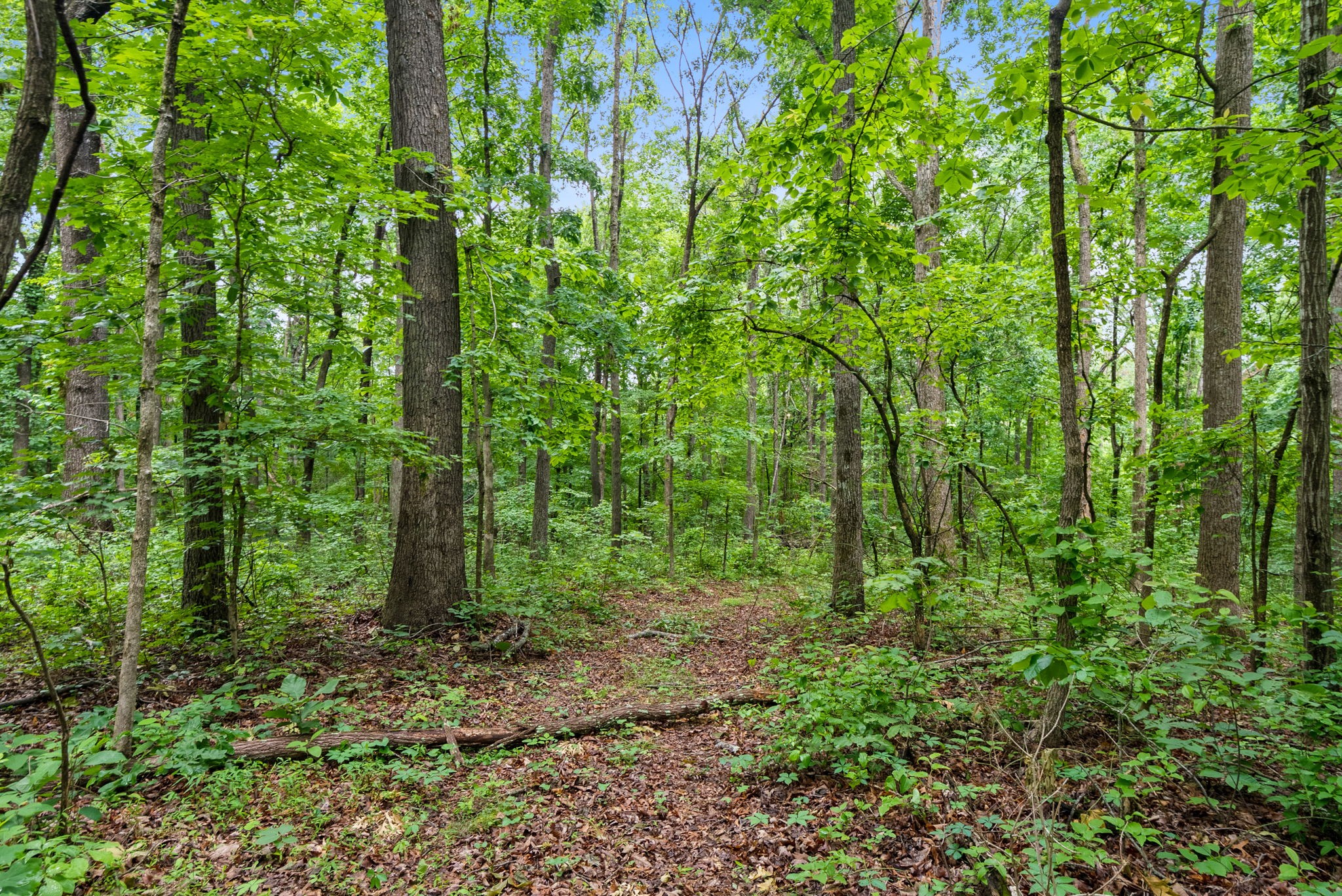 150A Dogwood Springs Dr