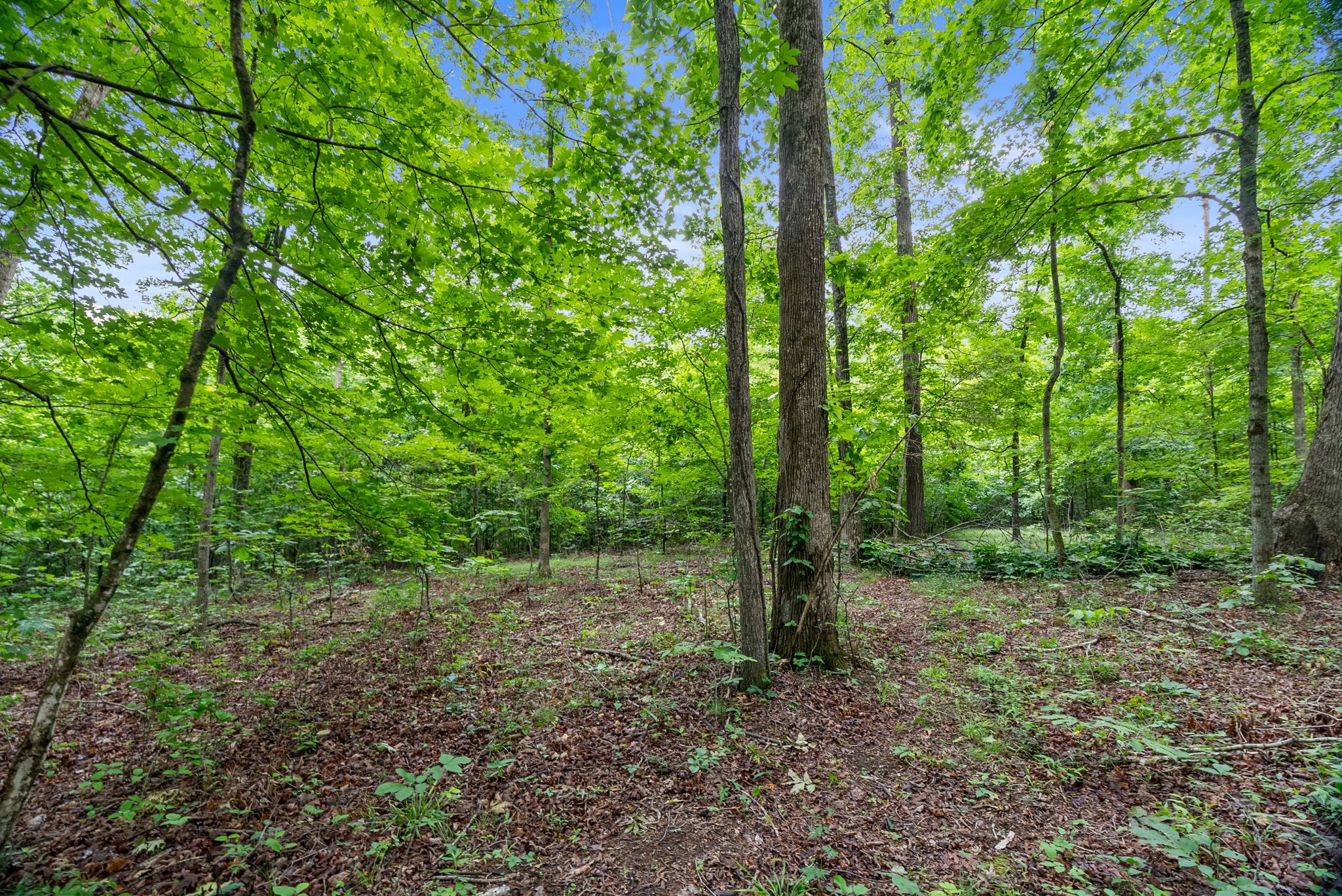 150A Dogwood Springs Dr
