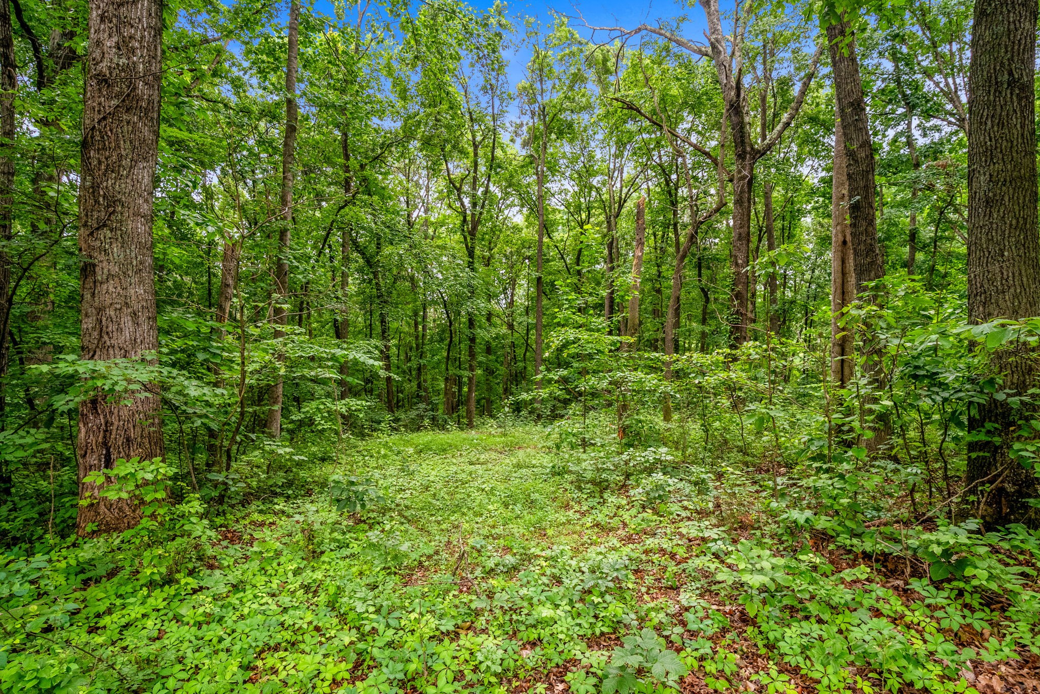 150A Dogwood Springs Dr
