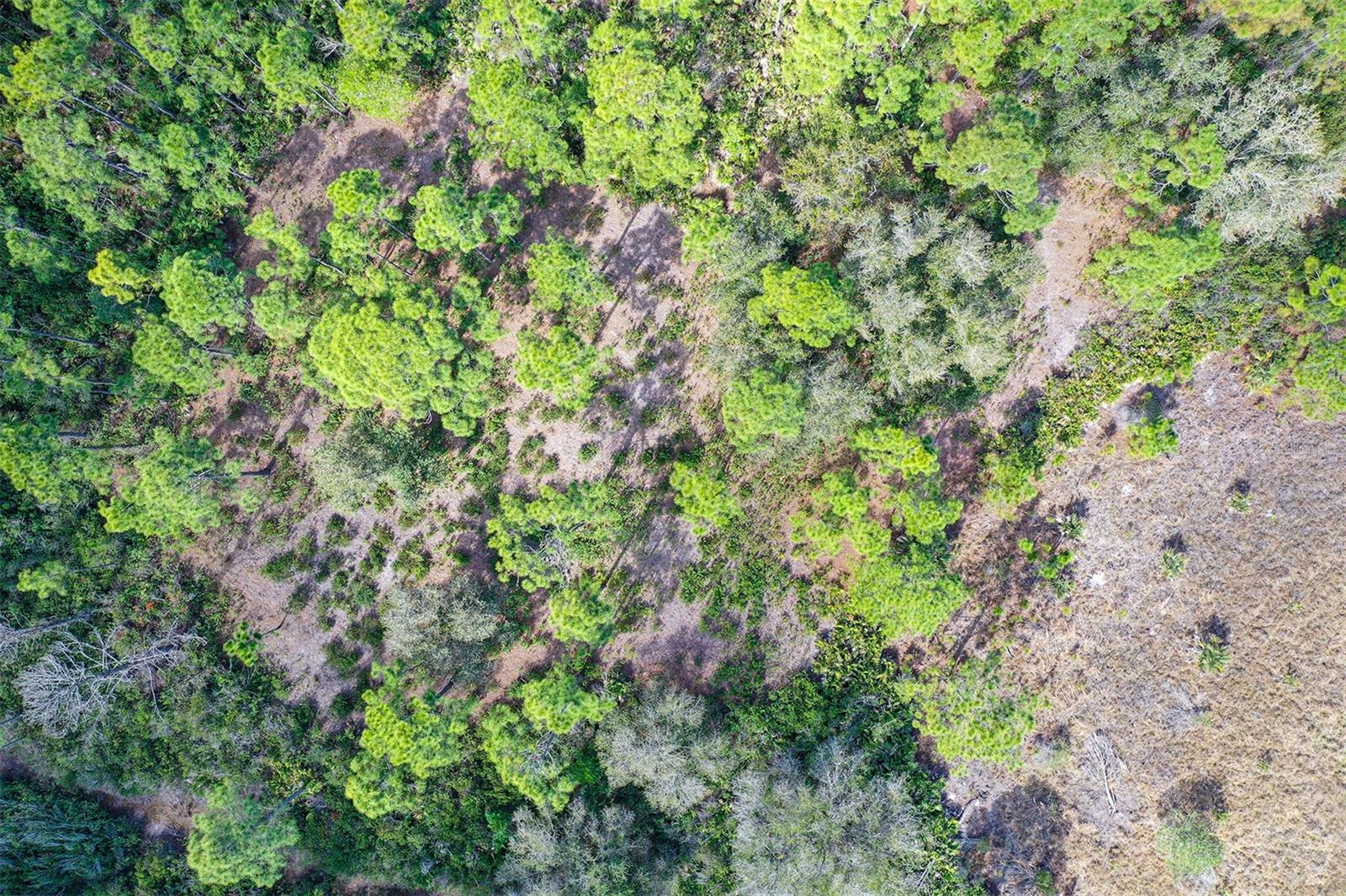 10709 LEAFWING DRIVE