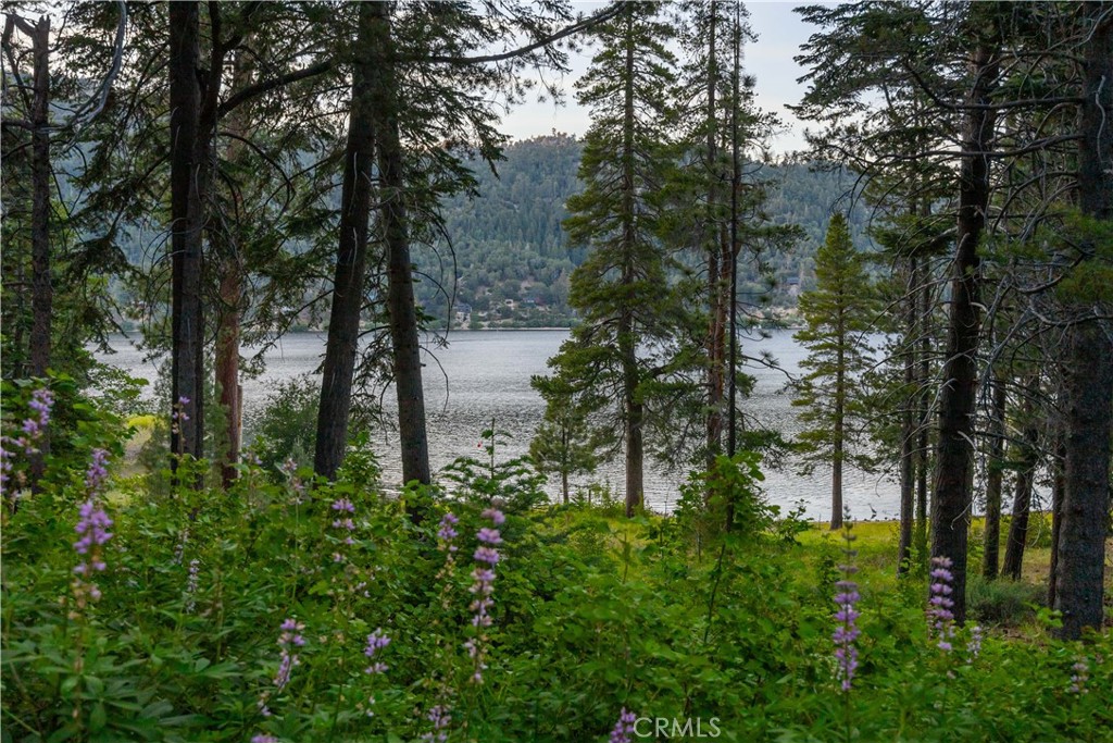 53 Big Bear Trail