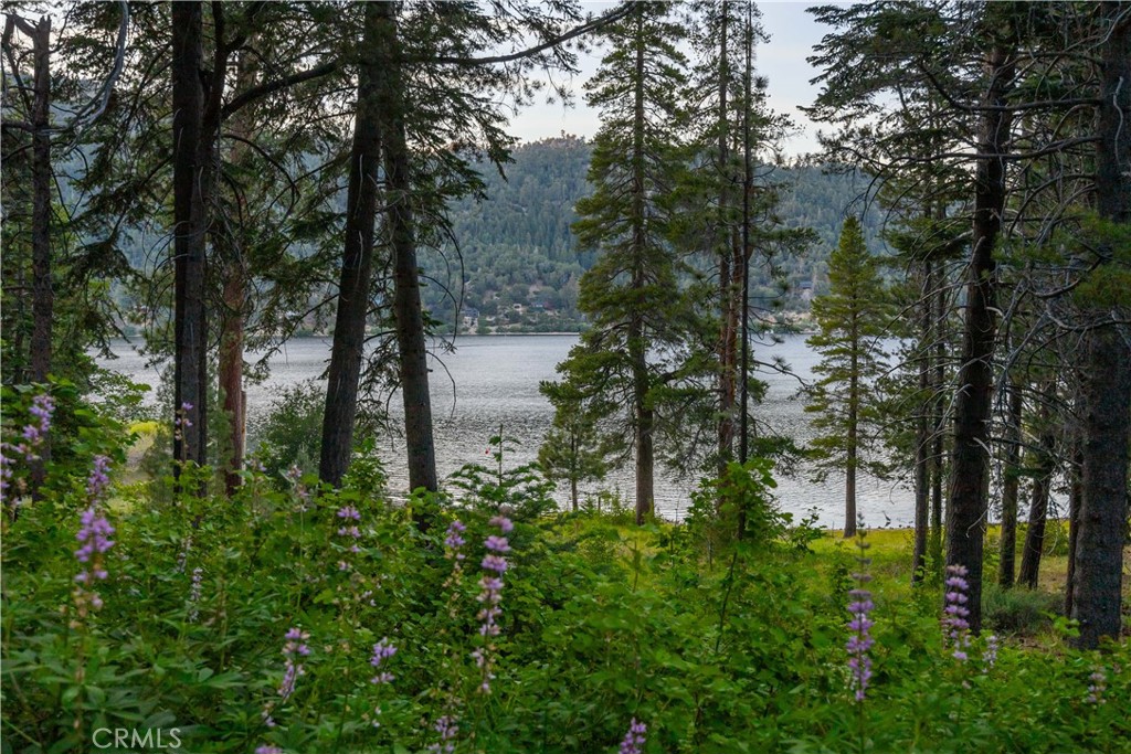 53 Big Bear Trail