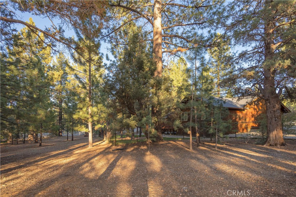 1993 Shady Lane