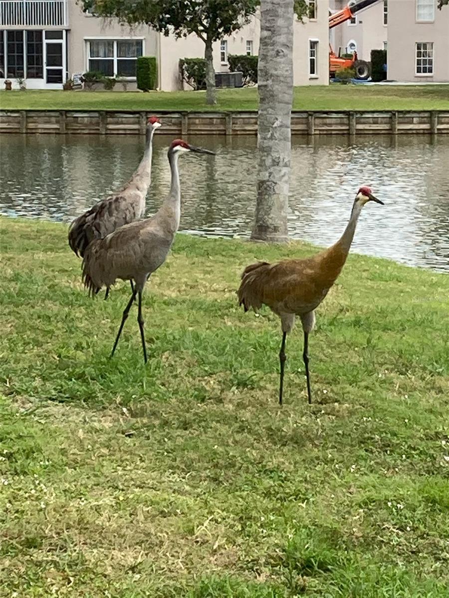 12144 SW EGRET CIR #1406