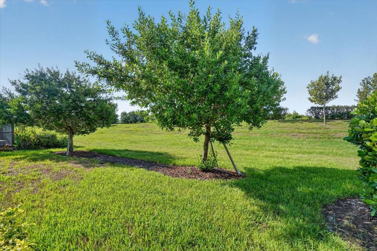 24229 SPARTINA DR